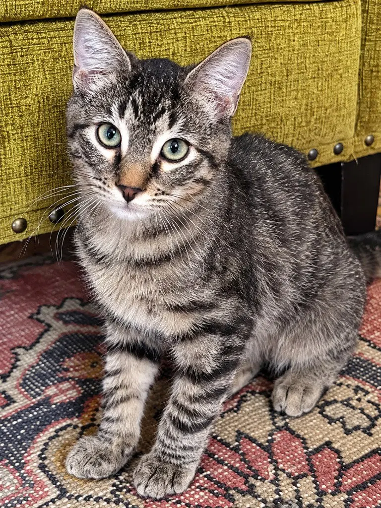 Flippy, a male kitten up for adoption