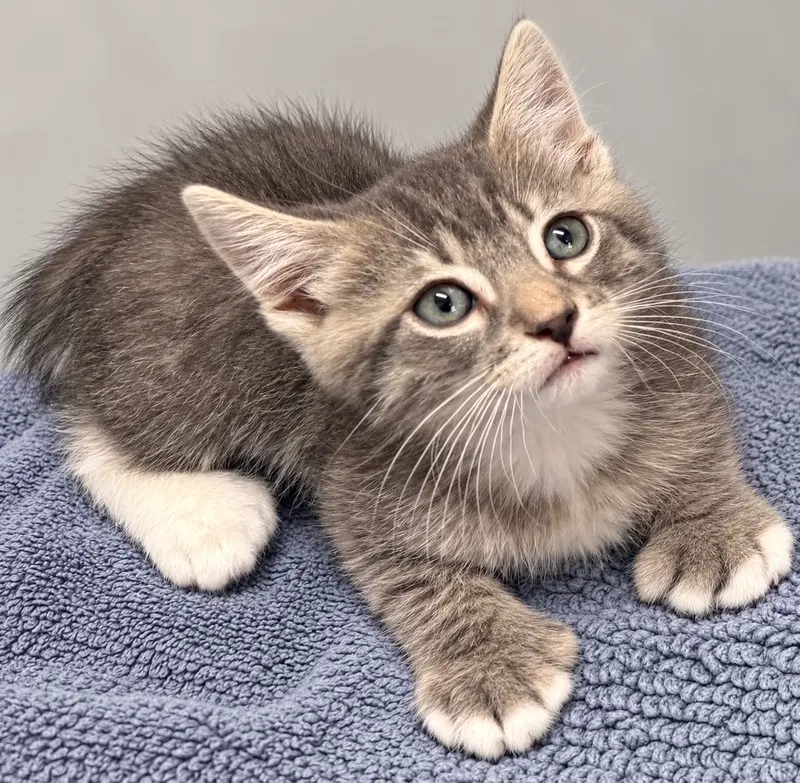 Rafa, a male Extra-Toes Cat (Hemingway Polydactyl) kitten up for adoption