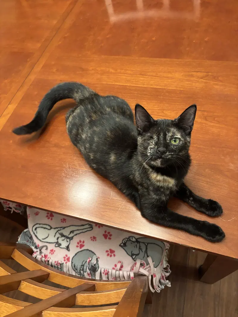 Winkerbelle, a female Tortoiseshell kitten up for adoption