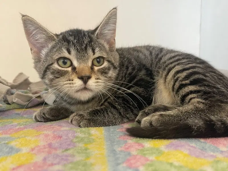 Peewee Herman, a male kitten up for adoption