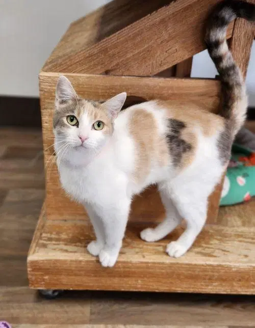 Cat, a young female Dilute Calico cat up for adoption