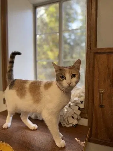Cat, photo 2