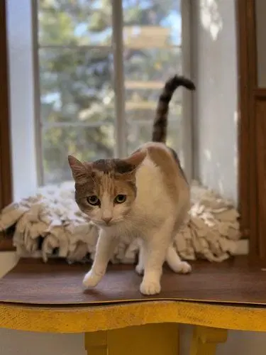 Cat, photo 3