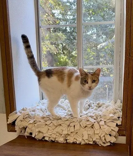Cat, photo 4