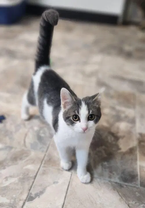 Kitten, a male kitten up for adoption