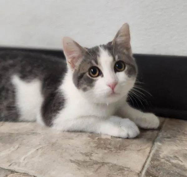 Kitten, photo 2