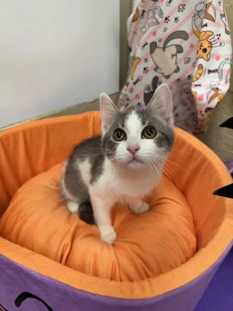 Kitten, photo 3