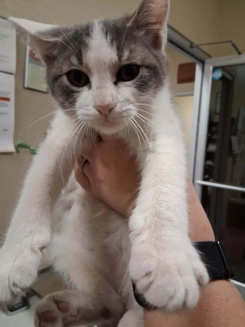 Kitten, photo 4