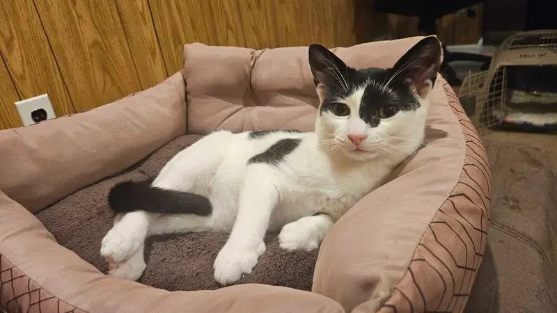 Clyde, a male kitten up for adoption