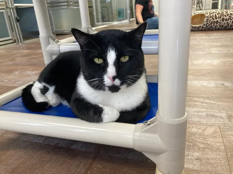Fudge, an adult male cat up for adoption