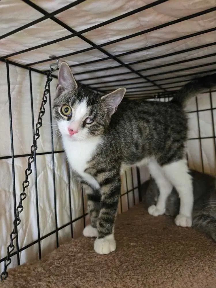 Snicker, a female kitten up for adoption