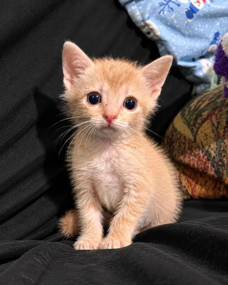 Cobbler-In Foster, a male kitten up for adoption