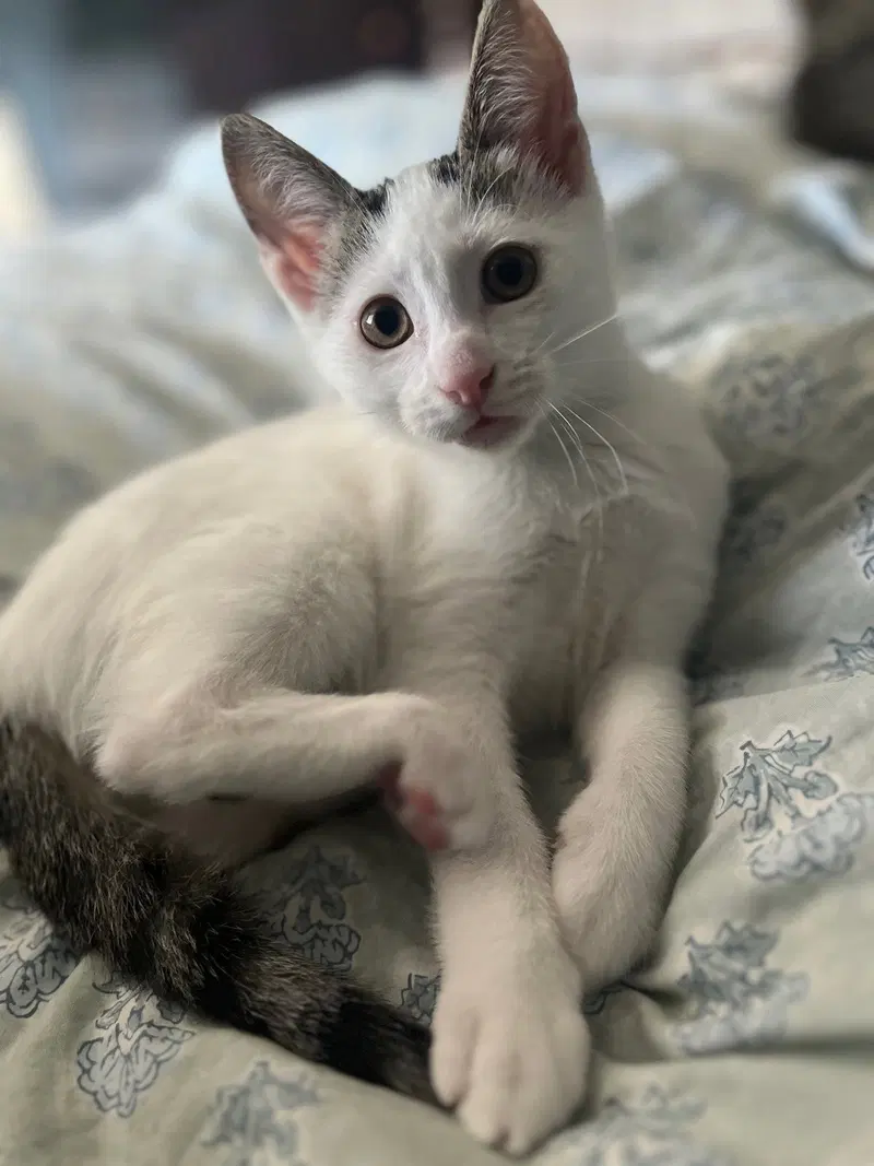 Mickey, a male Tabby kitten up for adoption