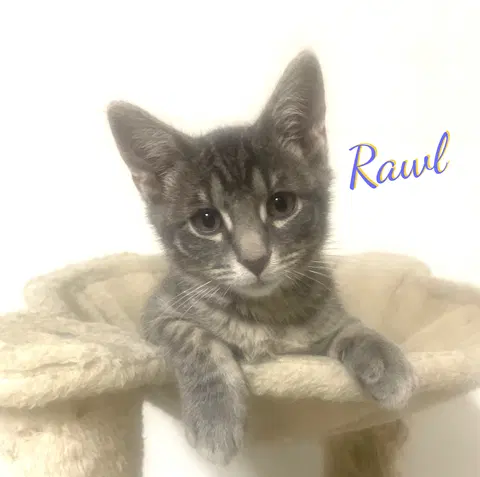 Watch the video of Rawl