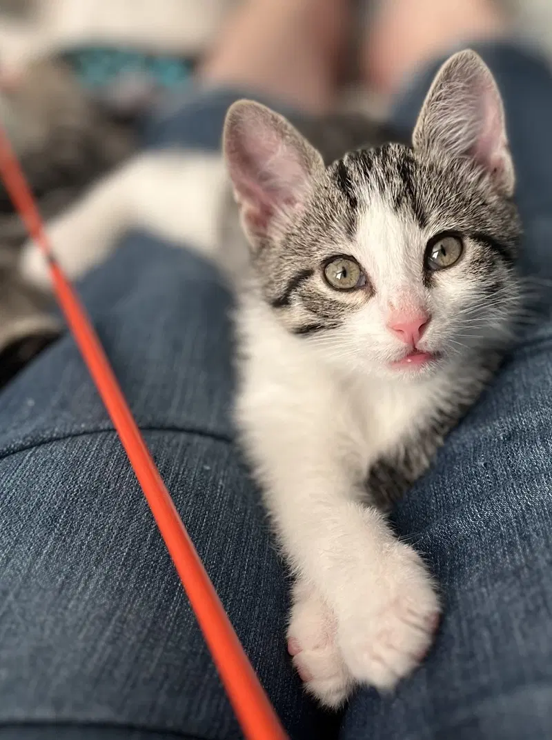Mini, a female Tabby kitten up for adoption