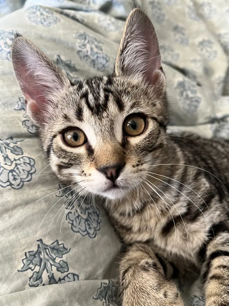 Screech, a male Tabby kitten up for adoption