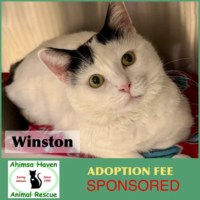 Winston, an adult male cat up for adoption