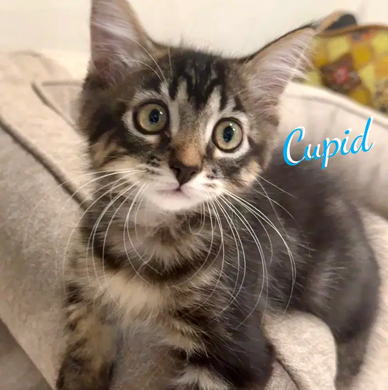Cupid, a male Maine Coon kitten up for adoption