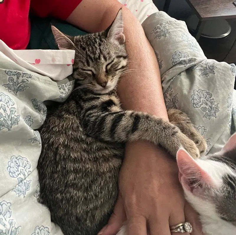 Wolfy, a male Tabby kitten up for adoption