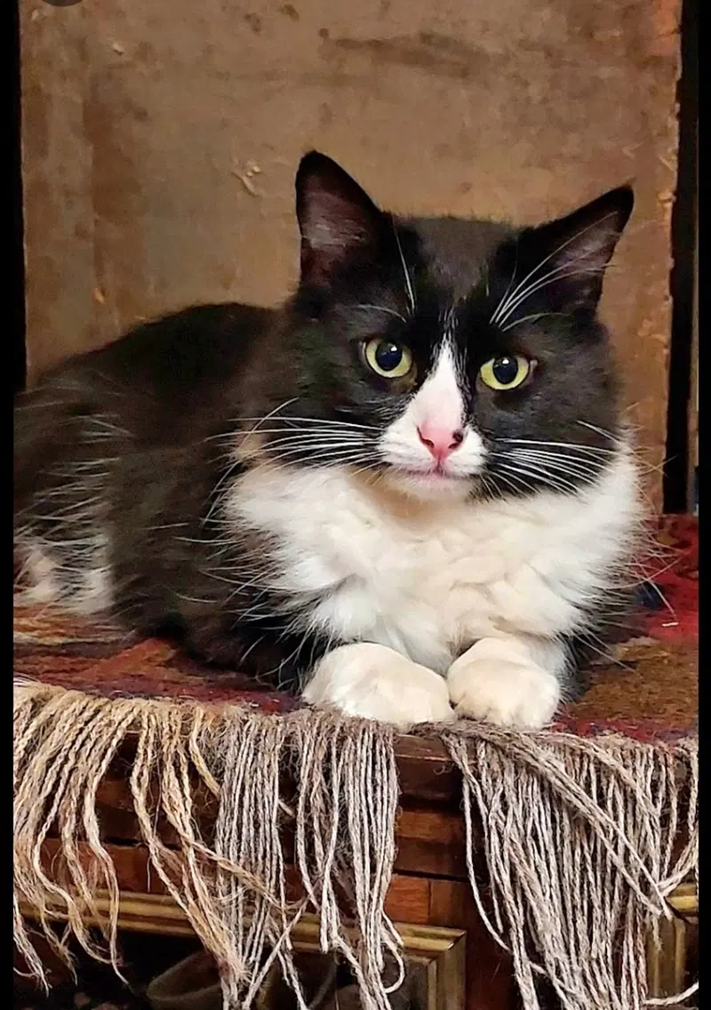 Emma, an adult female Tuxedo cat up for adoption