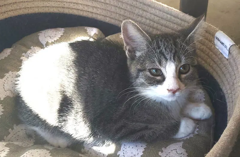 Hedgewig, a male kitten up for adoption