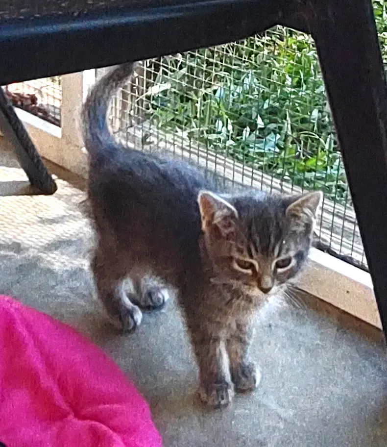 Xaden, a male kitten up for adoption