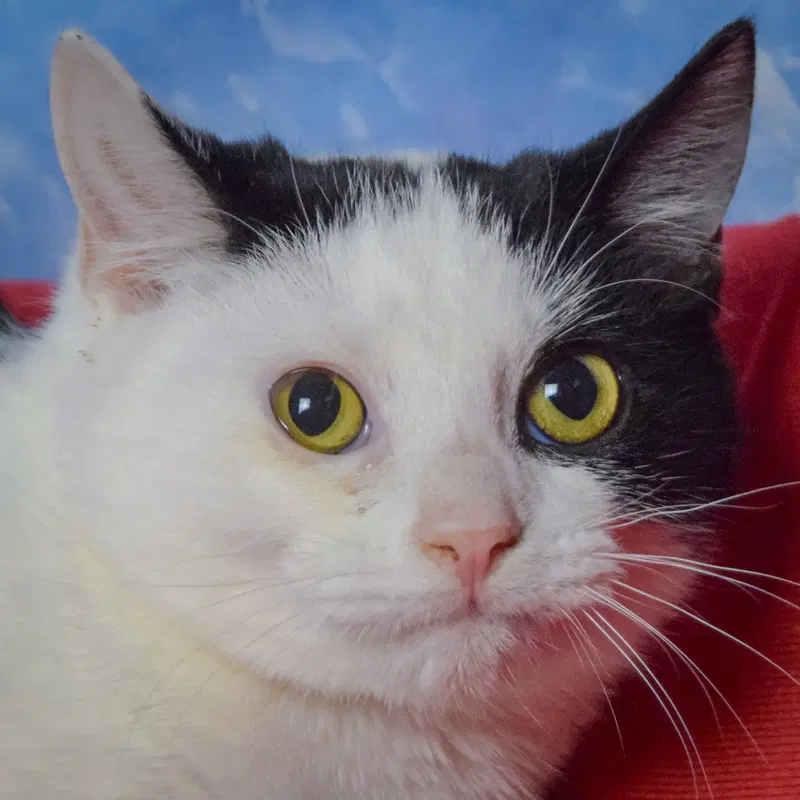 Arnold, a male kitten up for adoption