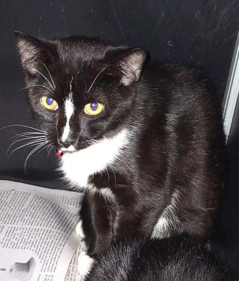 Sparky, a young male cat up for adoption