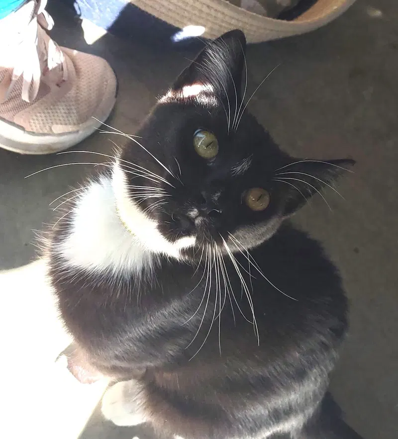 Shy, a young male cat up for adoption