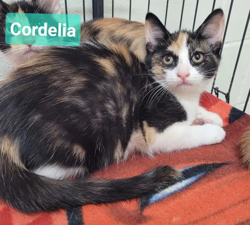 Cordelia, a female kitten up for adoption