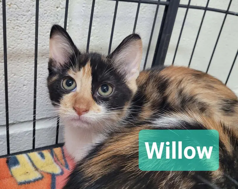 Willow, a female kitten up for adoption