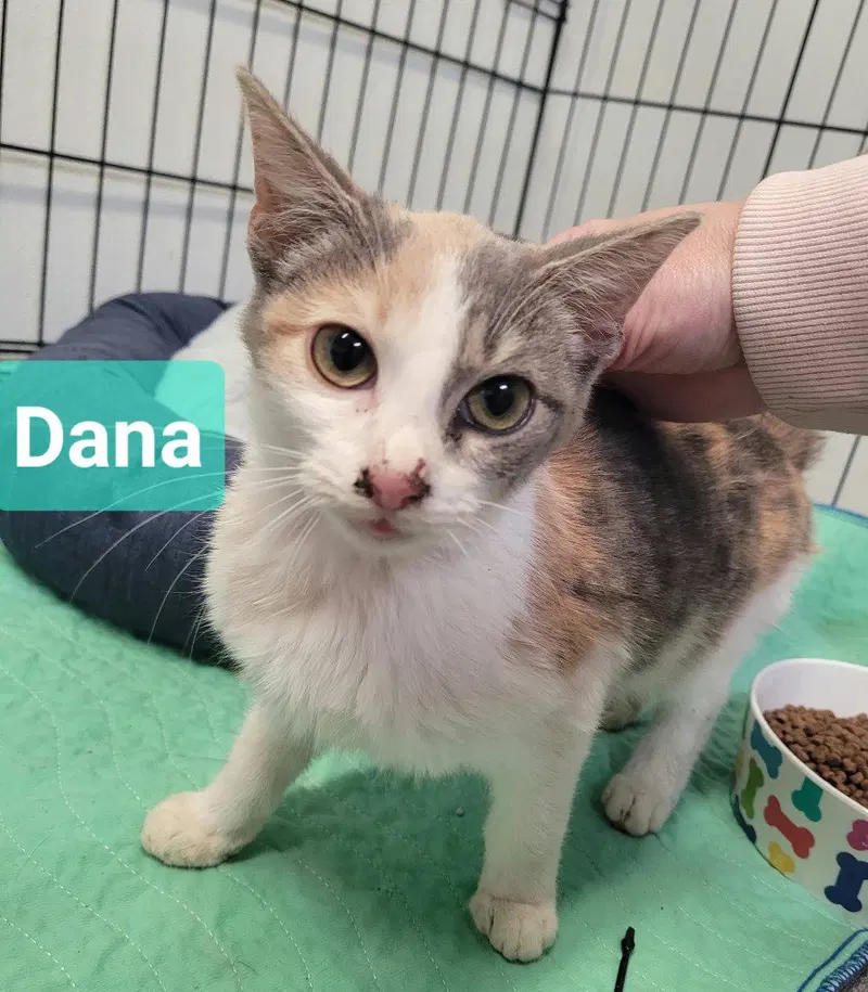 Dana, a female kitten up for adoption