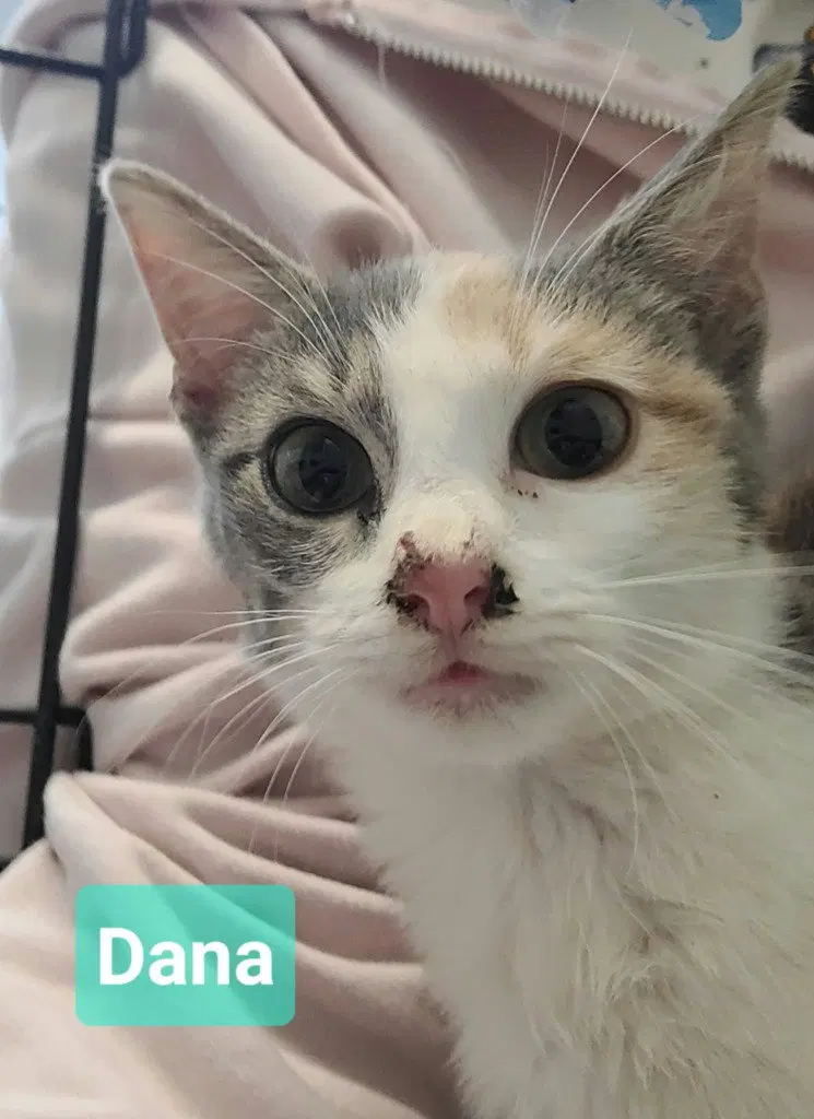 Dana, photo 3
