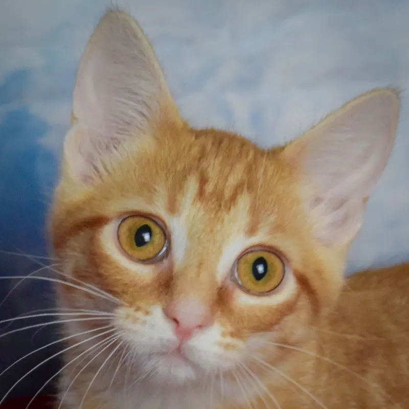 Sunny, a female Tabby kitten up for adoption