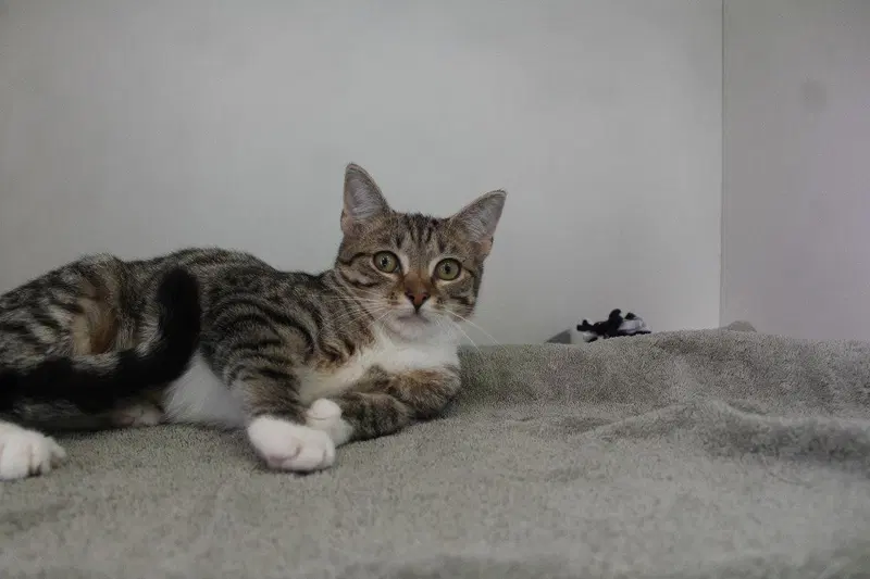 Date, a female kitten up for adoption
