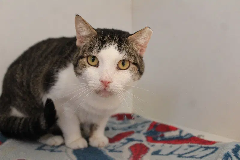 Sunshower, an adult female cat up for adoption