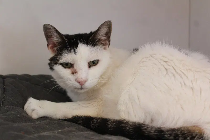 Jasper, a senior male cat up for adoption
