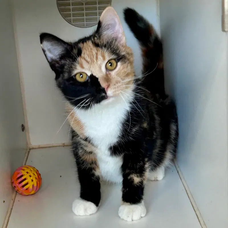 Pallet, a female Calico kitten up for adoption