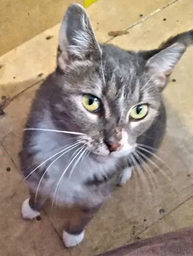Skye, a young female cat up for adoption