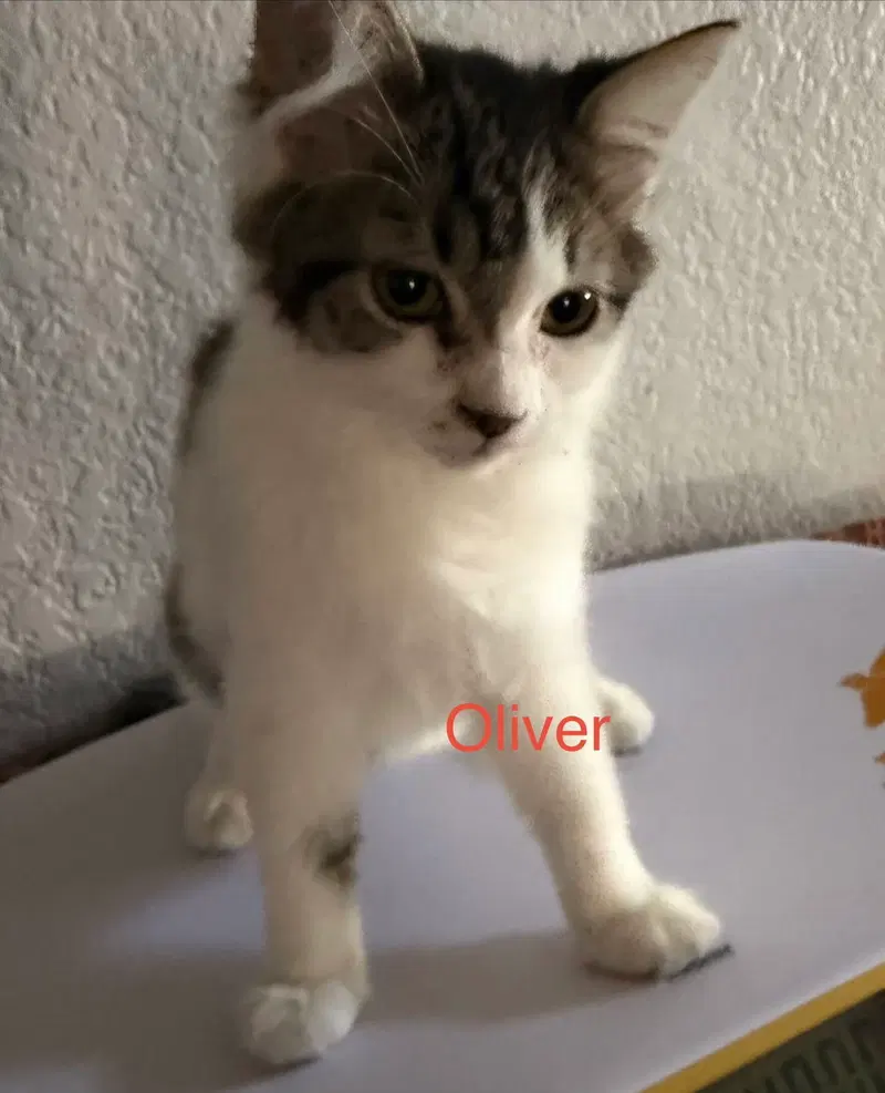 Oliver 2, photo 2