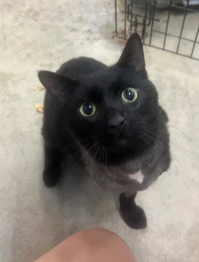 Jason, a male kitten up for adoption