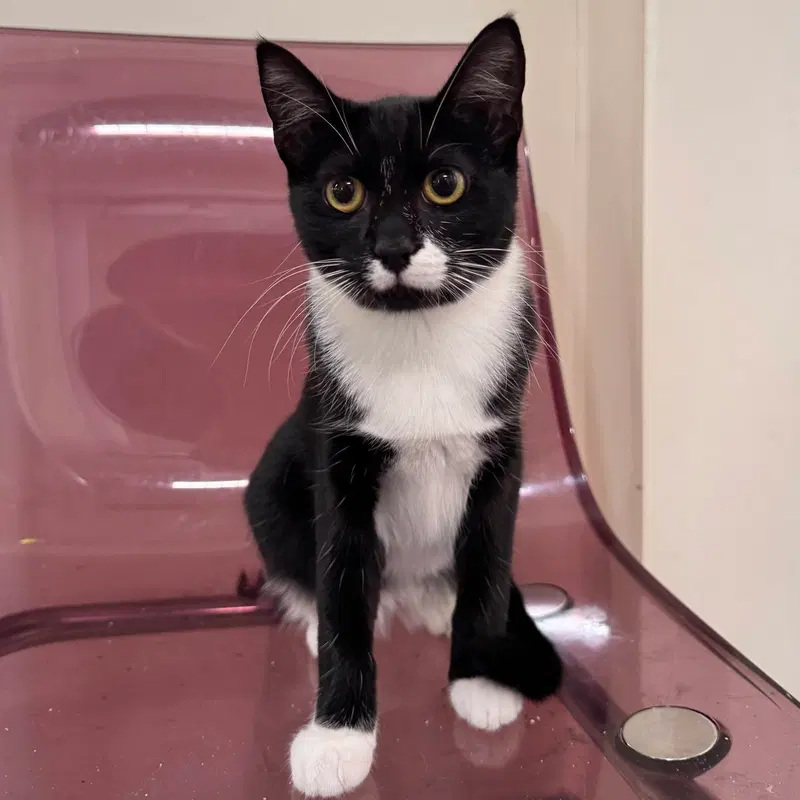 Binkie, a young male cat up for adoption