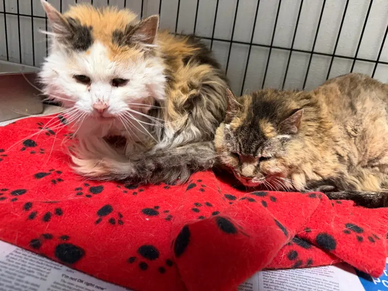 Papaya & Pumpkin Spice, senior female Calico cats up for adoption