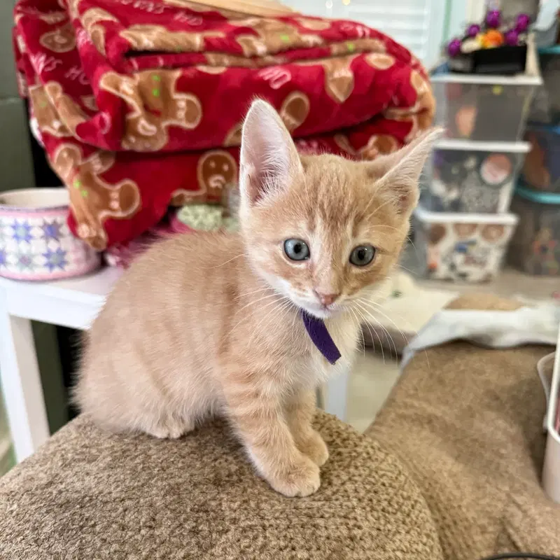 Reese's Pieces, a male kitten up for adoption