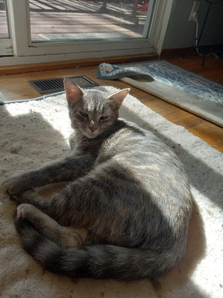 Button, a young female cat up for adoption