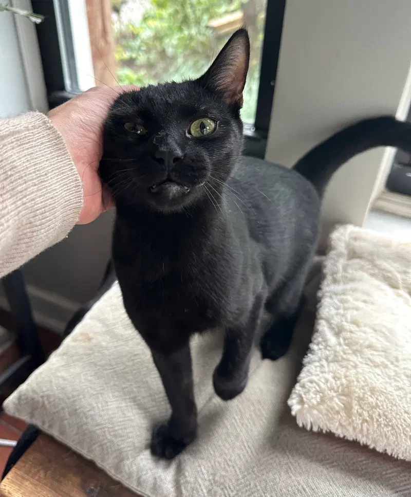 Pacino, a young male cat up for adoption