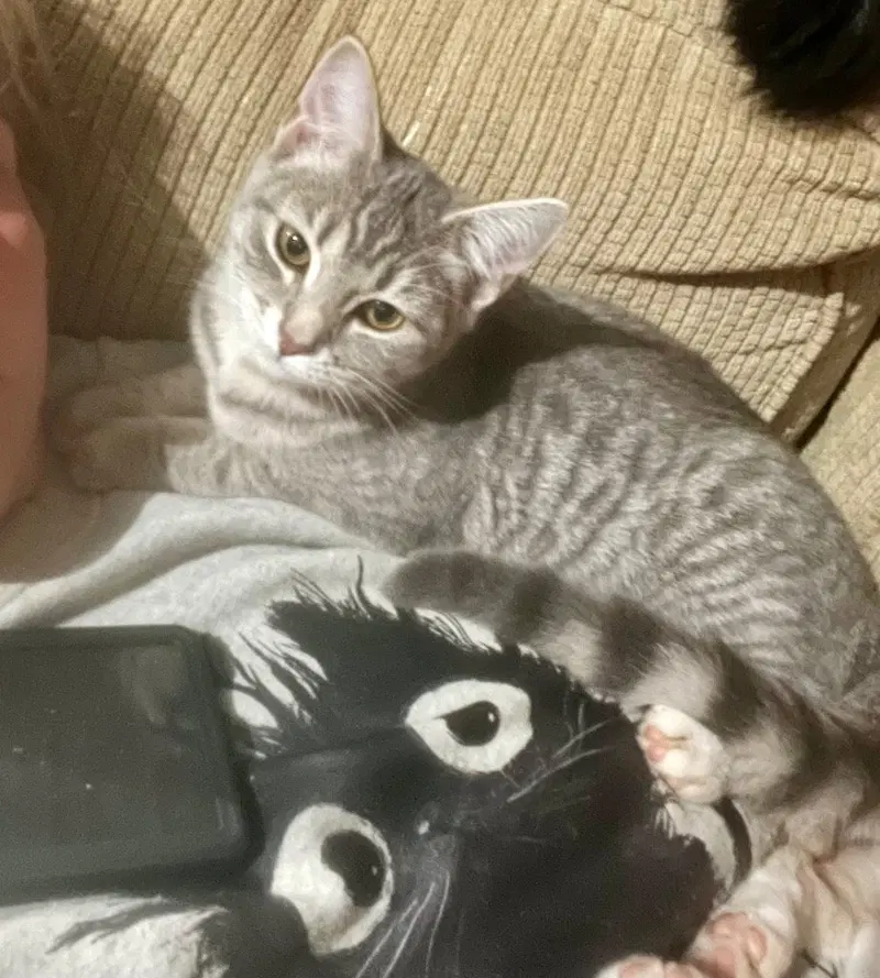 Elara, a female kitten up for adoption