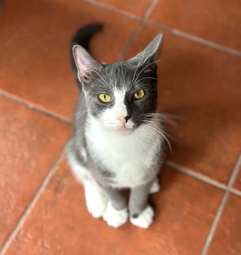Rocco, a young male cat up for adoption