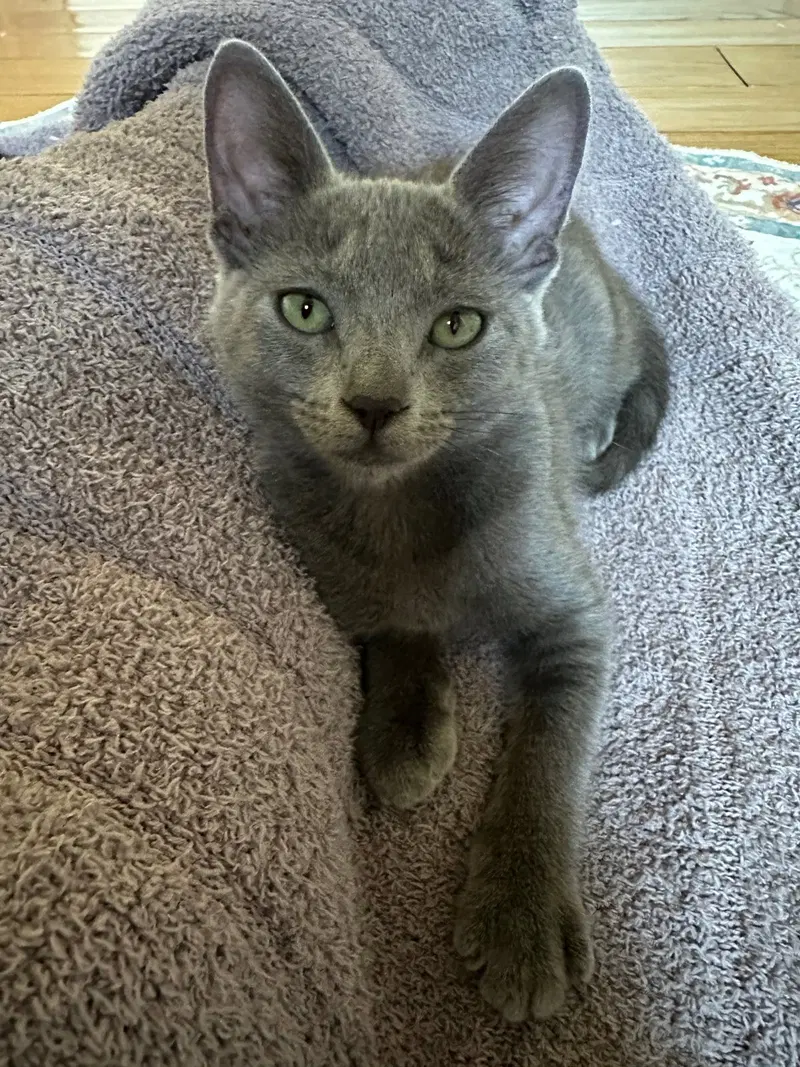 Zipper, a female Russian Blue kitten up for adoption