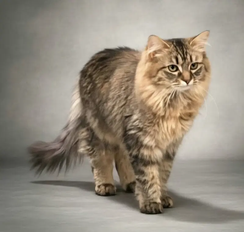Rue, a female kitten up for adoption